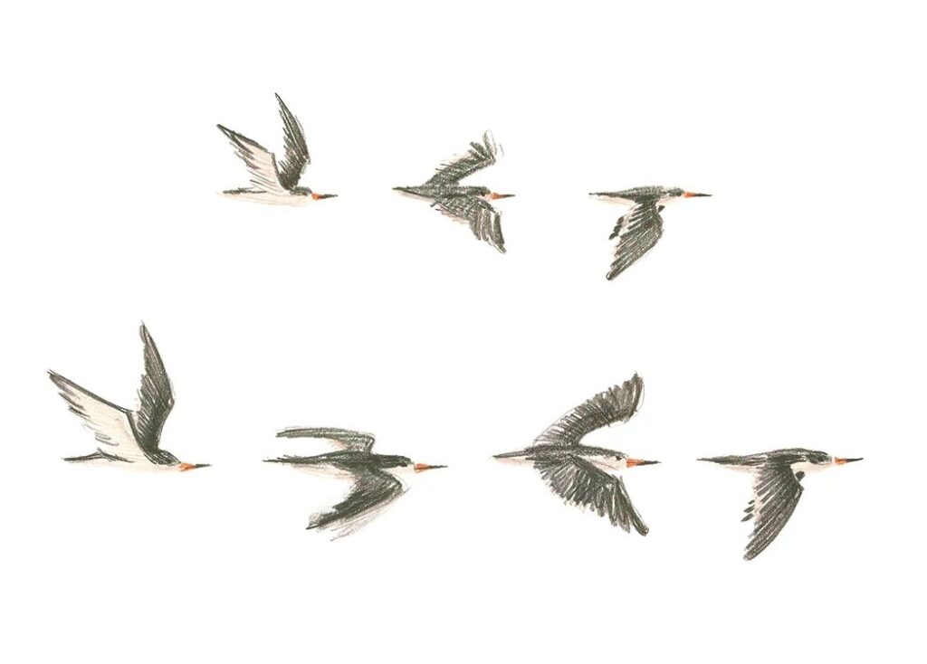 Кодекс о полете птиц: что такое бердвотчинг