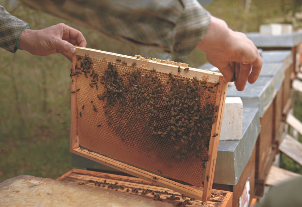 Как Беньямин переехал из Цюриха в Переславль и стал пчеловодом