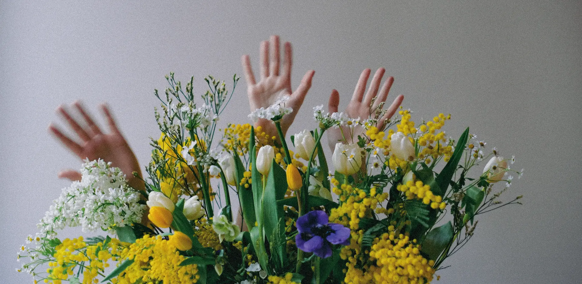 цветы руки тюльпаны