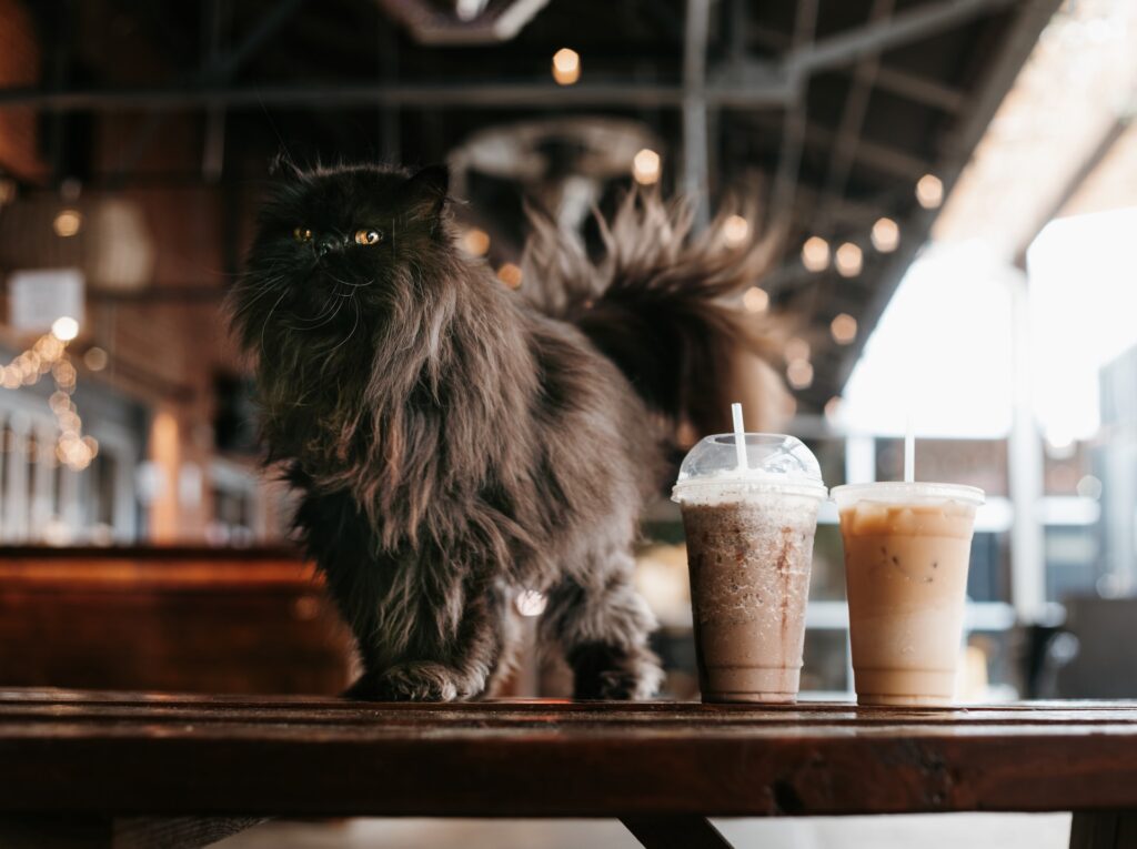 Краудфандинг в стиле Seasons: русский Ливан, особенный маркетплейс и котики в кафе