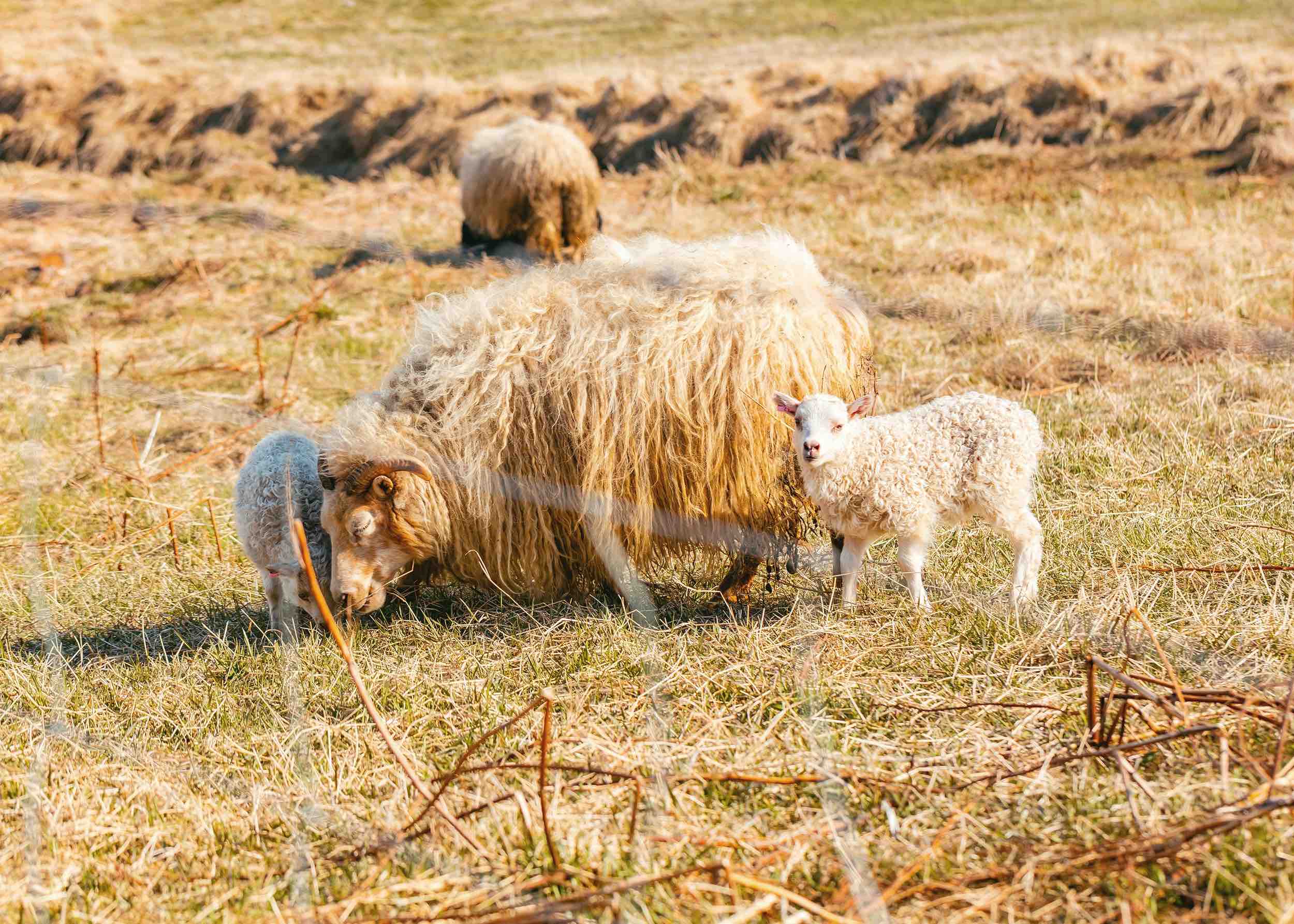 овца пасется в поле