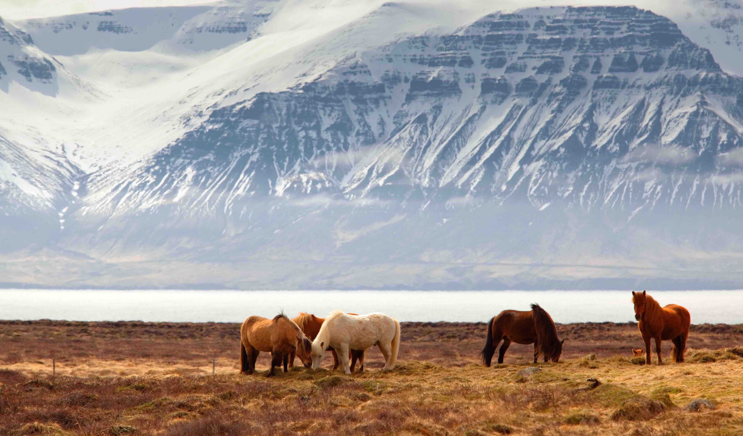 пейзаж Исландии горы и лошади зимой