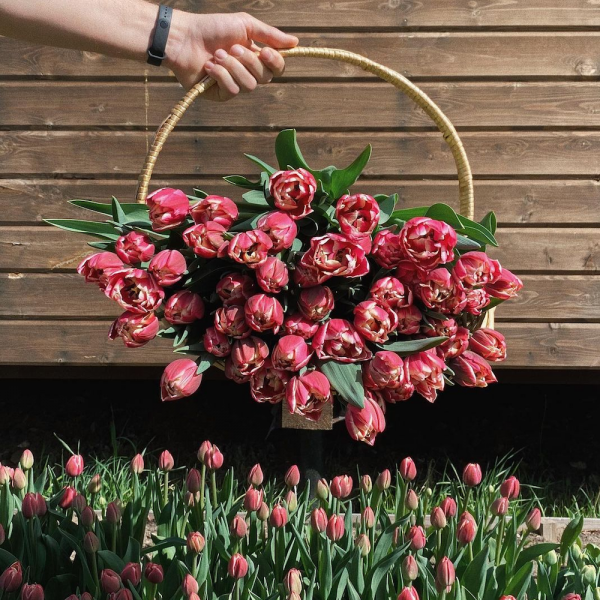Огромный букет тюльпанов в корзинке, цветы в корзине, красные розовые коралловые тюльпаны, поле тюльпанов