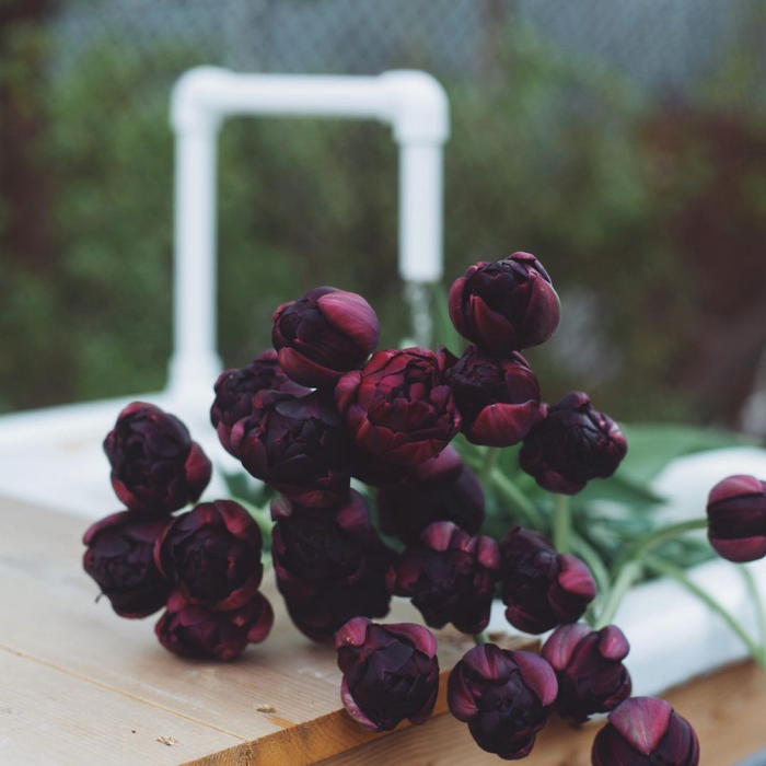 Темные тюльпаны, букет черных тюльпанов, цветочные фермы
