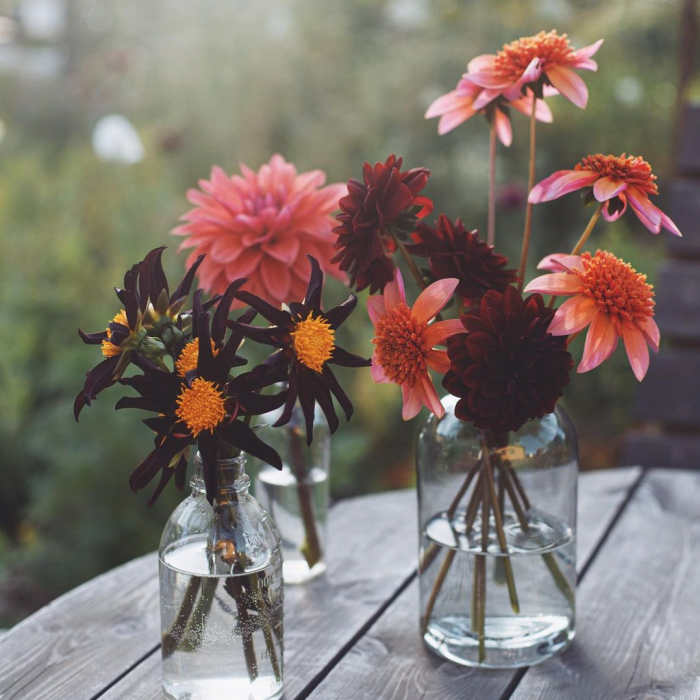 Цветы в стеклянных вазах, букет георгинов, далия цветок, красные и розовые георгины