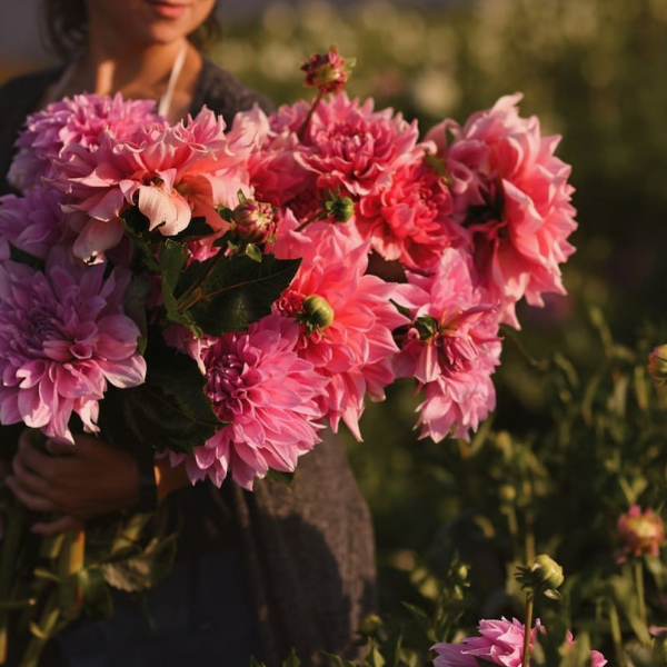 Цветы на рассвете закате, букет пионов, пионы розовые